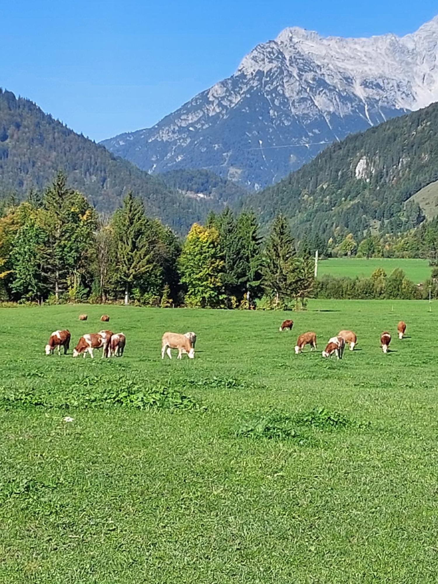 Ferienwohnungen Recherhof Hochfilzen Esterno foto